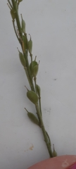 Berteroa incana