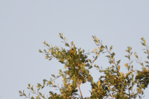 photo of Hooded Oriole (Icterus cucullatus)