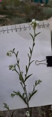 Berteroa incana