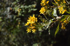 Coreopsis petrophiloides