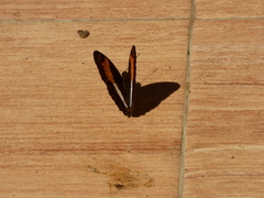 Adelpha boeotia