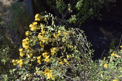 Coreopsis petrophiloides