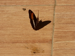 Adelpha boeotia
