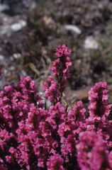 Erica melanthera