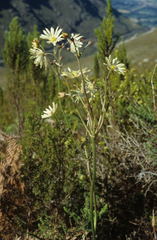 Knowltonia anemonoides