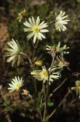 Knowltonia anemonoides