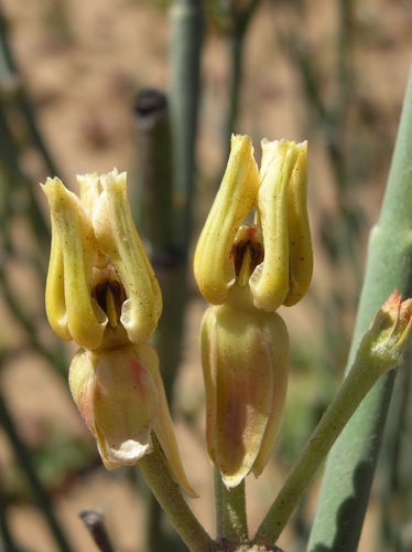 rush milkweed