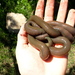 Huge Giant Earthworms - Photo (c) Luke Kemp, some rights reserved (CC BY-NC), uploaded by Luke Kemp