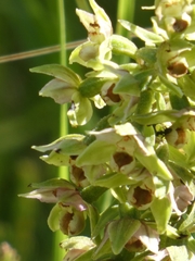 Epipactis helleborine orbicularis