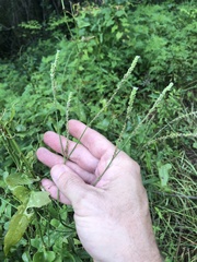 Verbena montevidensis