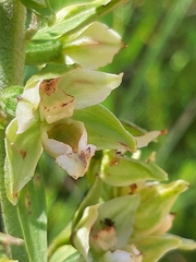 Epipactis helleborine orbicularis