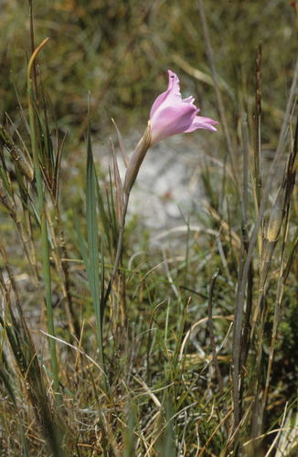 Image of Gladiolus inflatus by (c) Tom Lloyd Evans, some rights reserved (CC BY-SA)