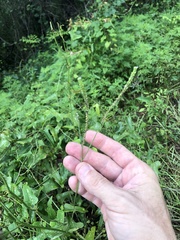 Verbena montevidensis