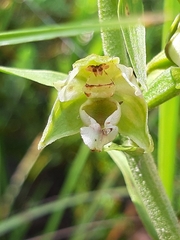 Epipactis helleborine orbicularis