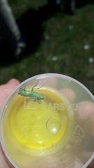 Rhogogaster punctulata