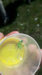 Rhogogaster punctulata