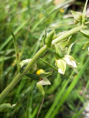 Epipactis helleborine orbicularis