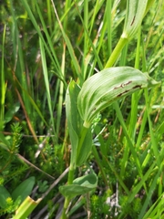 Epipactis helleborine orbicularis