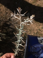 Tetradymia stenolepis