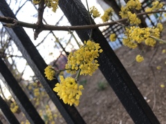 Cornus