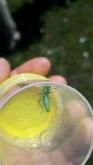 Rhogogaster punctulata