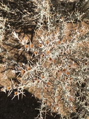 Tetradymia stenolepis