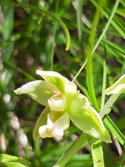 Epipactis helleborine orbicularis