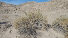 Atriplex canescens laciniata