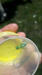 Rhogogaster punctulata