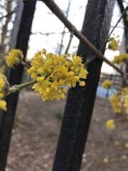 Cornus