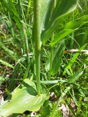 Epipactis helleborine orbicularis