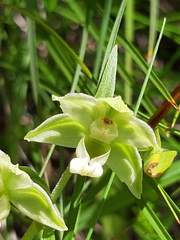 Epipactis helleborine orbicularis