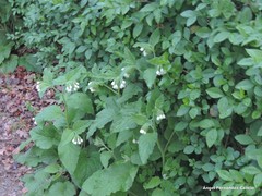 Symphytum orientale