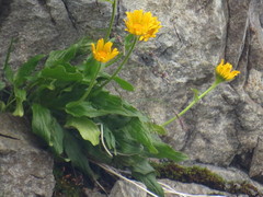 Doronicum clusii
