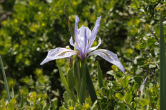 Iris longipetala