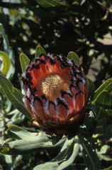 Protea × hybrida