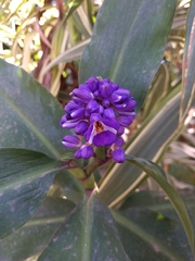 Dichorisandra thyrsiflora