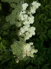 Filipendula ulmaria