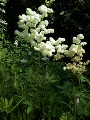 Filipendula ulmaria