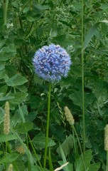 Allium caeruleum