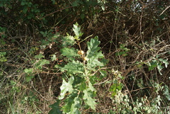 Quercus × rosacea