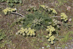 Lomatium dasycarpum