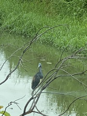 Egretta tricolor