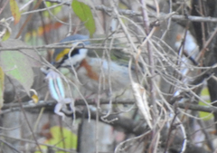 Vireolanius melitophrys