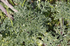 Lomatium dasycarpum