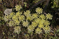 Lomatium dasycarpum