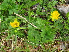 Ranunculus montanus