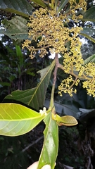 Nectandra