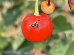 Rhagoletis indifferens