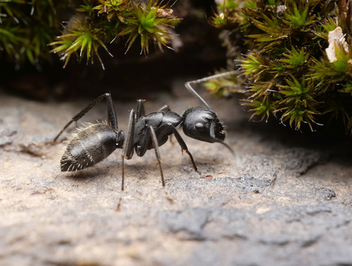 Hairy Carpenter Ant